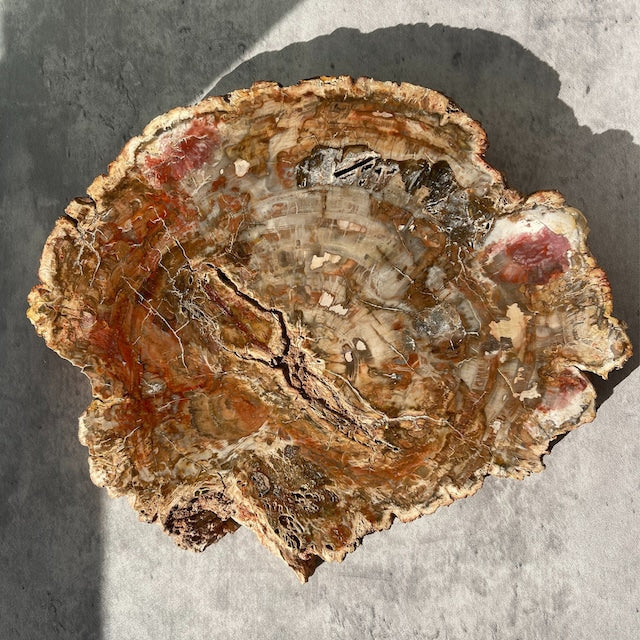 【ペトリファイドウッド(樹木の化石)】ビッグスラブ 鉱物 天然石 パワーストーン