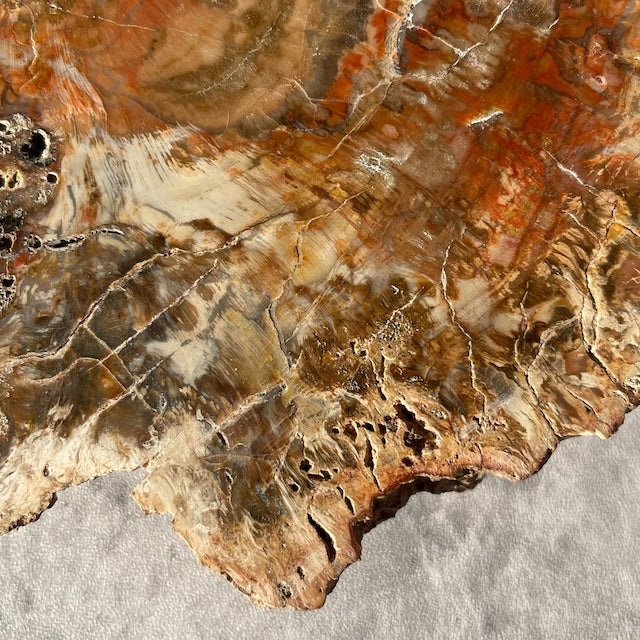 【ペトリファイドウッド（樹木の化石）】ビッグスラブ 鉱物 天然石 パワーストーン