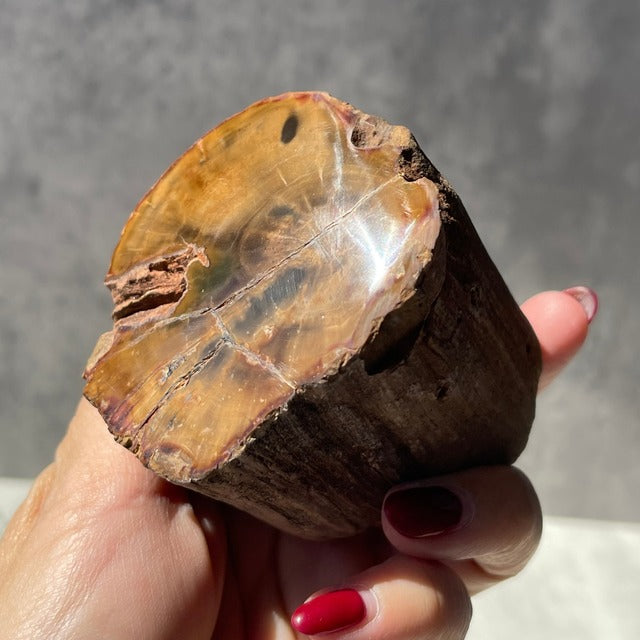 ジンバブエ・ゴクウェ産【ペトリファイドウッド（珪化木）】（樹木の化石）鉱物 天然石 パワーストーン