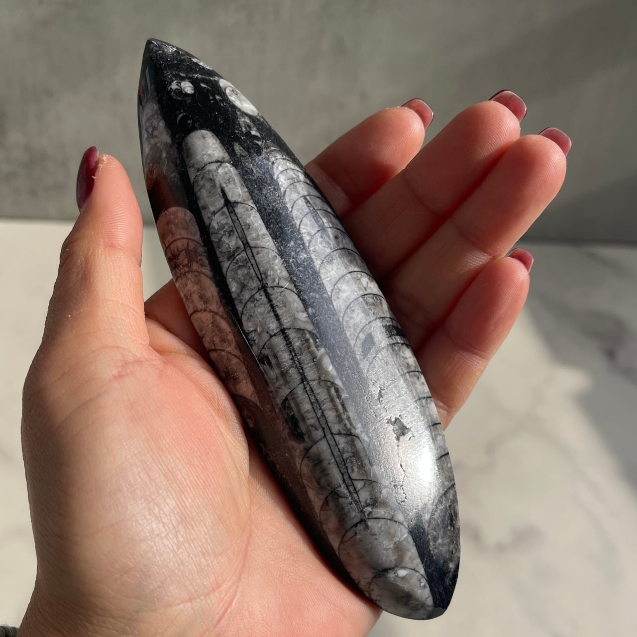 オルソセラス化石｜約4億年前の海の記憶を宿す古代生物