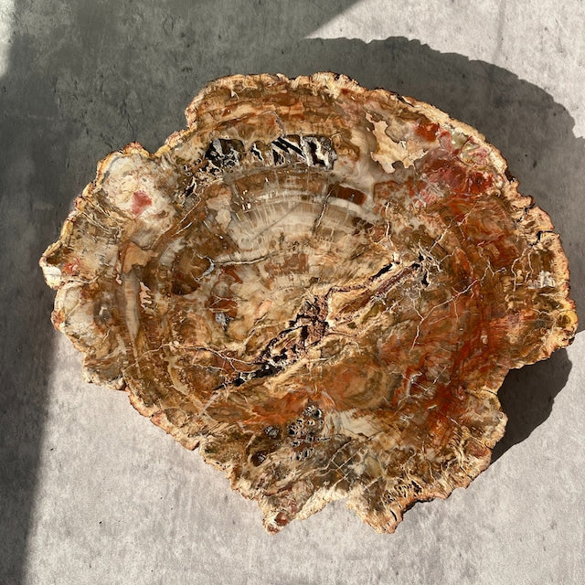 【ペトリファイドウッド（樹木の化石）】ビッグスラブ 鉱物 天然石 パワーストーン
