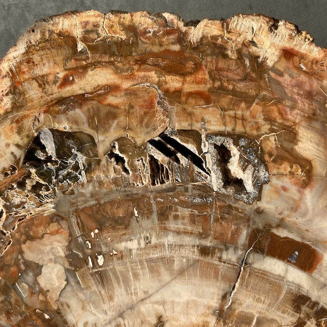 【ペトリファイドウッド（樹木の化石）】ビッグスラブ 鉱物 天然石 パワーストーン