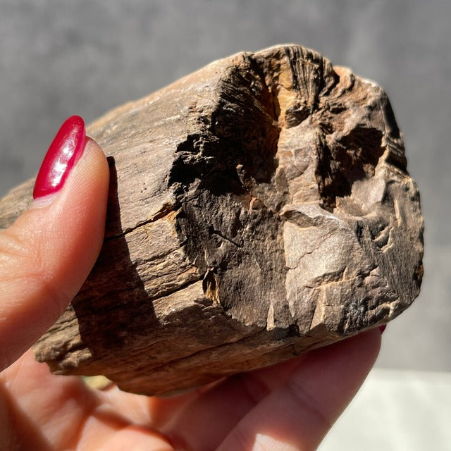 ジンバブエ・ゴクウェ産【ペトリファイドウッド（珪化木）】（樹木の化石）鉱物 天然石 パワーストーン
