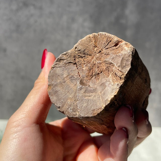 ジンバブエ・ゴクウェ産【ペトリファイドウッド（珪化木）】（樹木の化石）鉱物 天然石 パワーストーン