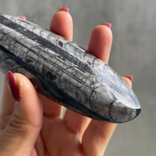 オルソセラス化石｜約4億年前の海の記憶を宿す古代生物