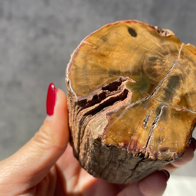 ジンバブエ・ゴクウェ産【ペトリファイドウッド（珪化木）】（樹木の化石）鉱物 天然石 パワーストーン