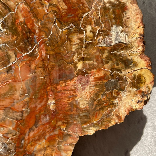 【ペトリファイドウッド（樹木の化石）】ビッグスラブ 鉱物 天然石 パワーストーン