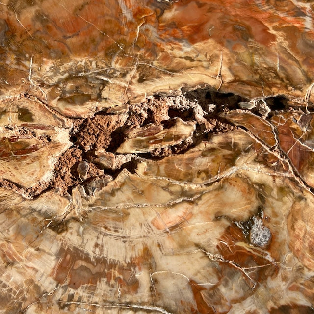 【ペトリファイドウッド（樹木の化石）】ビッグスラブ 鉱物 天然石 パワーストーン