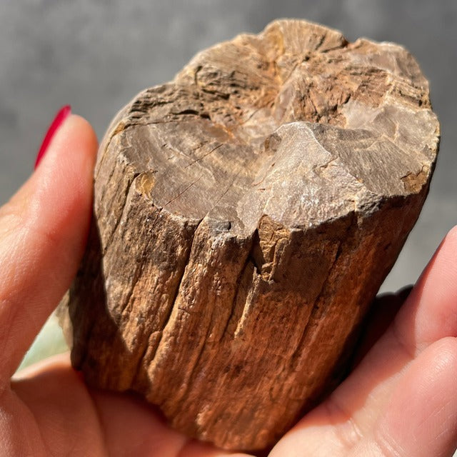 ジンバブエ・ゴクウェ産【ペトリファイドウッド（珪化木）】（樹木の化石）鉱物 天然石 パワーストーン