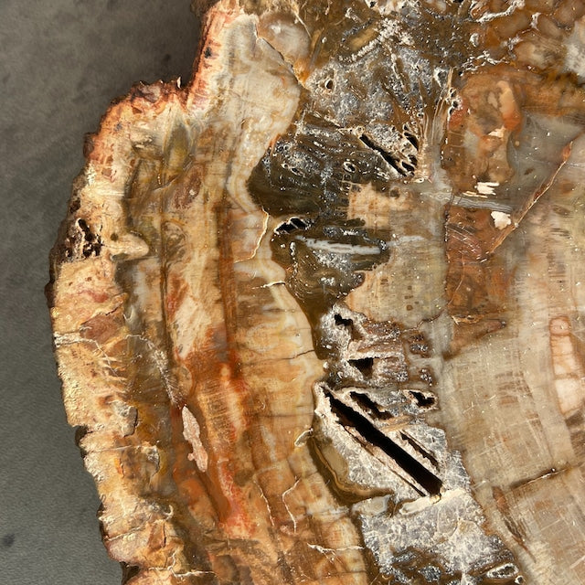 【ペトリファイドウッド（樹木の化石）】ビッグスラブ 鉱物 天然石 パワーストーン