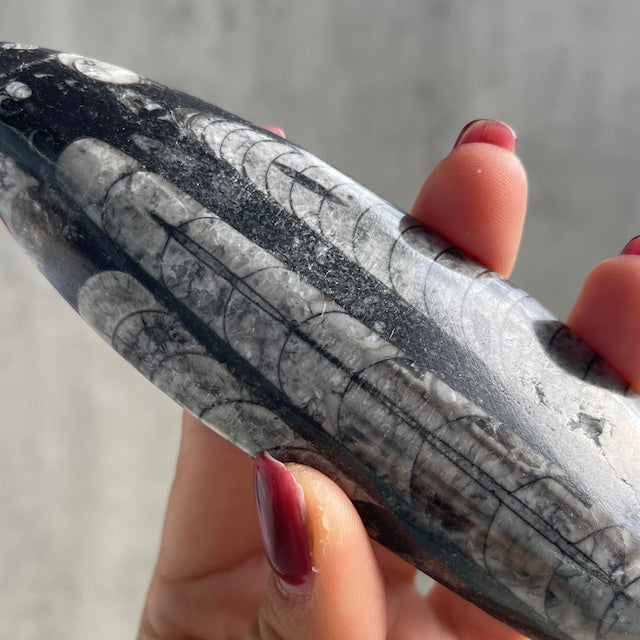 オルソセラス化石｜約4億年前の海の記憶を宿す古代生物